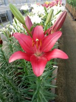 [5075 Bourbon Street No01.JPG]